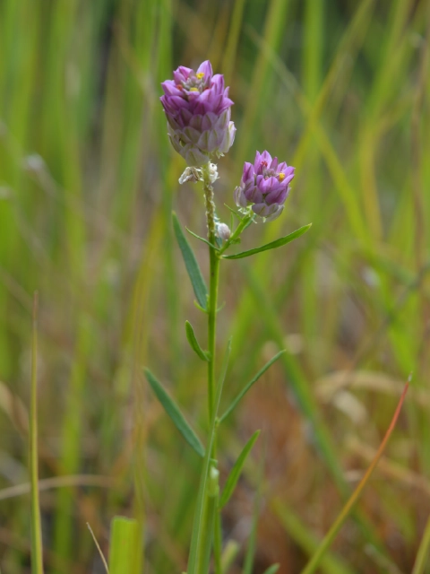 Senega sanguinea